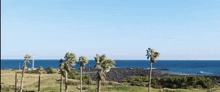 a row of palm trees in front of a large body of water