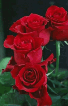 Have A Great Day Rose GIF - Have A Great Day Rose Flowers GIFs