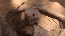 Wow Turtle GIF - Wow Turtle GIFs