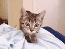Kitty Cat GIF