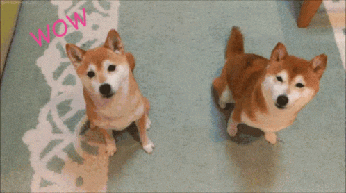 dog humps to fast gif