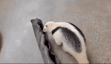Tamandua Anteater GIF - Tamandua Anteater Not A Pet GIFs