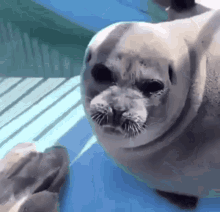 Ugly Seal GIF - Ugly Seal Uglyseal GIFs