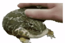 netsqaud frog