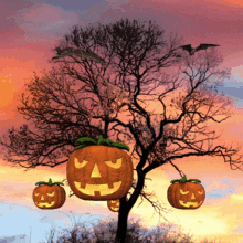 Halloween Pumpkins GIF - Halloween Pumpkins Bats GIFs