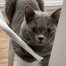 a gray cat laying on a white chair