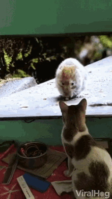 Confused Cat Rabbit GIF - Confused Cat Rabbit Scratching GIFs