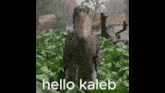 Hello Kaleb GIF - Hello Kaleb GIFs