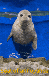 a seal in the water with the words seal of annoyance written below it