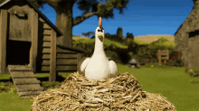 Laying Eggs Chicken GIF