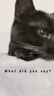 Say What GIF - Say What Question GIFs