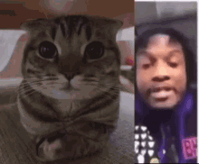 a close up of a cat next to a close up of a person