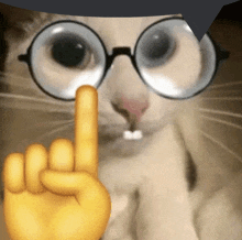 a close up of a cat wearing glasses and pointing at something