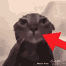 This The Cat GIF - This The Cat Cat GIFs