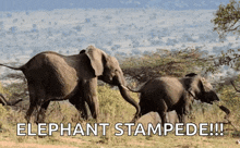 Elephant Herd GIF - Elephant Herd Stampede GIFs