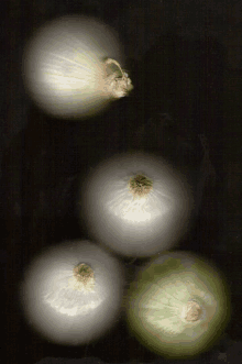 Rrr_c_ Onions GIF - Rrr_c_ Onions Scannography GIFs