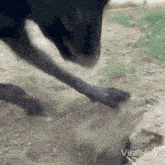 a dog 's paw is sticking out of a hole in the dirt with the words viralhog visible in the corner