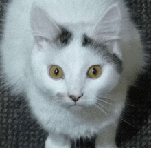 Mika Cat GIF - Mika Cat Meow Meow GIFs