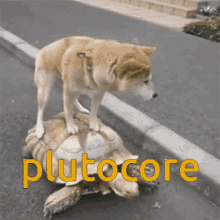 Plueli Dogs GIF - Plueli Dogs Turtle GIFs