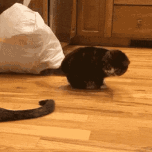 Too Scared GIF - Cat Kitten Fail GIFs