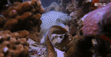 Swim Eel GIF - Swim Eel Coral GIFs