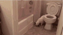 Scratch Toilet GIF - Scratch Toilet Cat GIFs