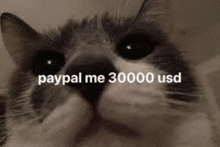 a close up of a cat 's face with the words `` paypal me 30,000 usd '' written on it .