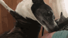 a black and white dog is laying on a wooden floor