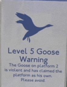 Goose Silly Goose GIF - Goose Silly Goose GIFs