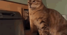 Funny Animals Cat Attack GIF - Funny Animals Cat Attack Cat Slap GIFs