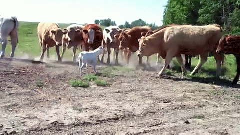 The Cow Whisperer