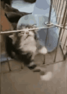 Kitten Trapped GIF - Kitten Trapped Escape GIFs