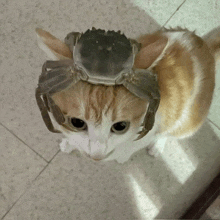 a cat with a crab on top of its head