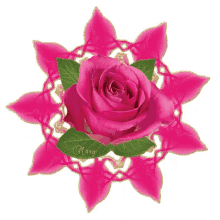 wheel rose