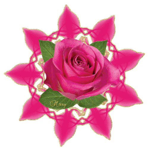 Rose Roses Sticker - Rose Roses Pink Roses Stickers