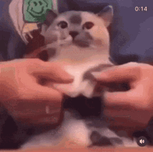 Cat Dance Cat GIF - Cat Dance Cat Silly Cat GIFs