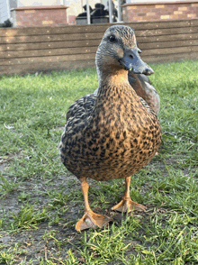 a duck with a green leaf in its beak