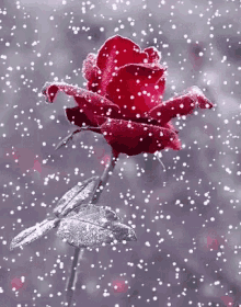Rose Winter GIF