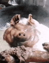 свиня в джакузі GIF