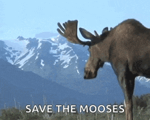Moose Nature GIF - Moose Nature GIFs