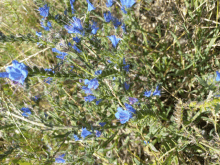Fleurs Bleu Sauvage Pétales GIF