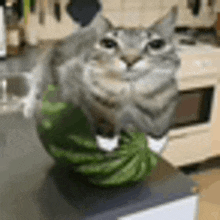 Cat Watermelon GIF - Cat Watermelon GIFs