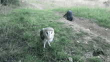 Play Surprise GIF - Play Surprise Owl GIFs