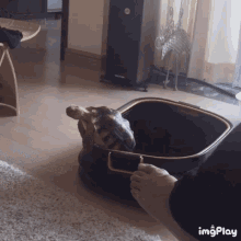 Fell Over Turtle GIF - Fell Over Turtle Epic GIFs