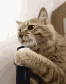 Vacuuming Cat GIF - Vacuuming Cat Cute Cat GIFs