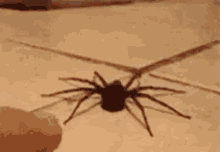 Spider Human GIF