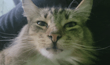 Cat Billy GIF - Cat Billy Angry GIFs