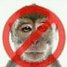 a close up of a monkey 's face with a no monkey sign around it .