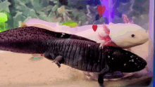 Axolotl Hug GIF
