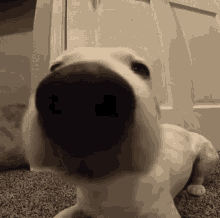 a close up of a dog 's nose with a white door in the background
